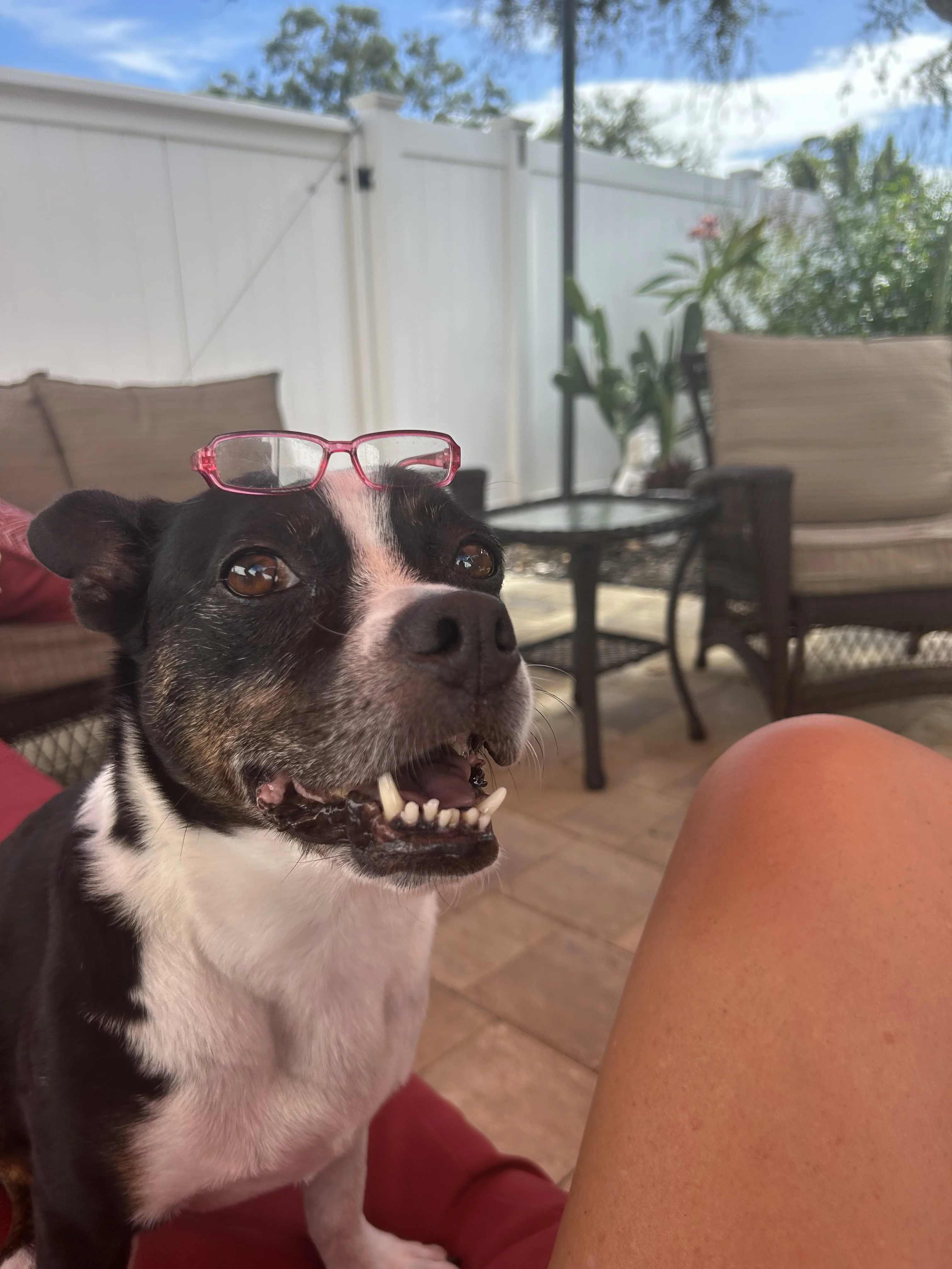 Fennway the Boston Terrier